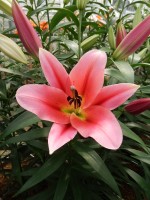 [5172 Muscat No01.JPG]